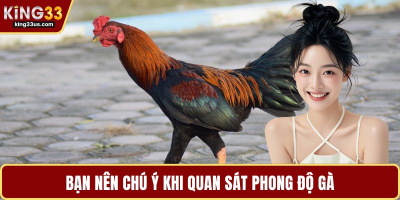 Đá Gà Trực Tiếp Thomo – Luật Chơi, Kinh Nghiệm Hot - sixon.live