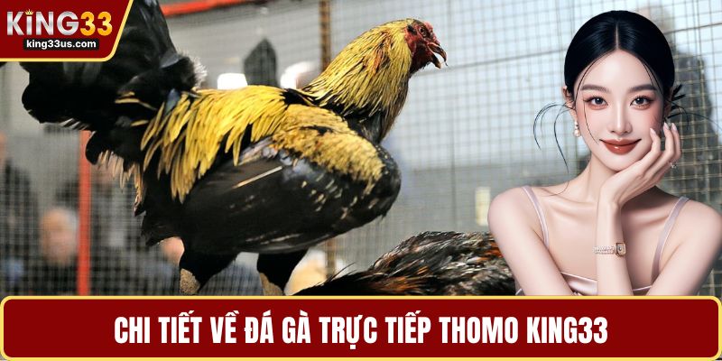 Đá Gà Trực Tiếp Thomo – Luật Chơi, Kinh Nghiệm Hot - sixon.live