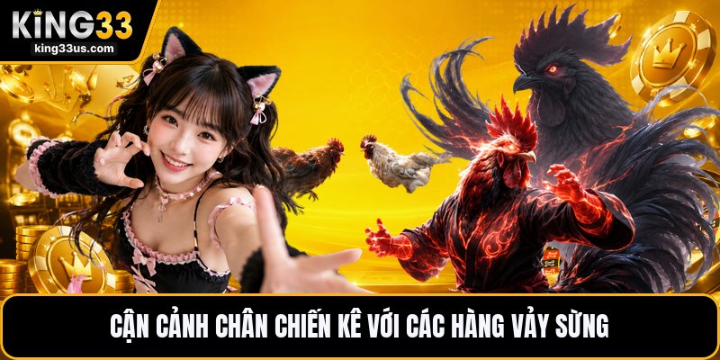 Vảy Gà Tứ Quý - Cách Nhận Biết Dấu Chân Chiến Kê Hay - sixon.live
